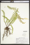 Asplenium platyneuron