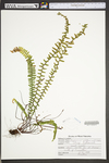 Asplenium platyneuron