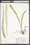 Asplenium platyneuron