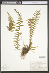 Asplenium platyneuron