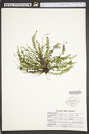 Asplenium resiliens