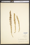 Asplenium platyneuron