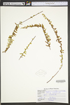Asplenium platyneuron