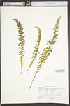 Asplenium platyneuron