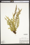 Asplenium platyneuron