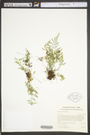 Asplenium montanum
