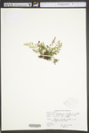 Asplenium montanum