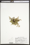 Asplenium montanum