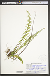 Asplenium platyneuron