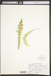 Asplenium platyneuron