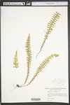 Asplenium platyneuron