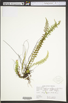 Asplenium platyneuron