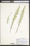 Asplenium platyneuron