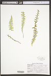 Asplenium platyneuron