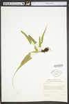 Asplenium rhizophyllum