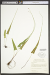 Asplenium rhizophyllum