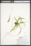 Asplenium rhizophyllum