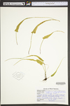 Asplenium rhizophyllum