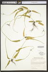 Asplenium rhizophyllum
