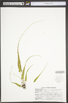 Asplenium rhizophyllum