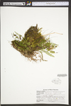 Asplenium trichomanes ssp. trichomanes