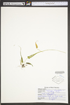 Asplenium rhizophyllum