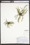 Asplenium trichomanes ssp. trichomanes