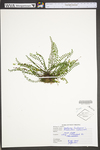Asplenium trichomanes ssp. trichomanes