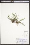Asplenium trichomanes ssp. trichomanes