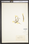 Asplenium trichomanes ssp. trichomanes