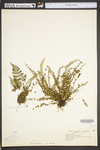Asplenium trichomanes ssp. trichomanes