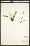 Asplenium trichomanes ssp. trichomanes
