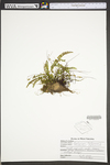 Asplenium trichomanes ssp. trichomanes