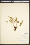 Asplenium ×trudellii