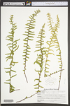Asplenium platyneuron