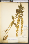 Solidago bicolor