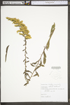 Solidago nemoralis var. nemoralis