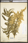 Solidago altissima