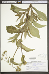 Sonchus asper ssp. asper