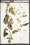 Prenanthes trifoliolata