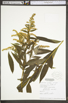 Solidago juncea var. juncea