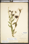 Rudbeckia hirta var. pulcherrima