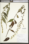 Solidago bicolor