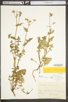 Sonchus oleraceus