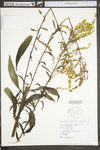 Solidago gigantea