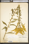 Solidago juncea var. juncea