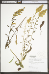 Solidago nemoralis var. nemoralis