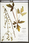 Prenanthes trifoliolata