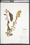 Solidago bicolor