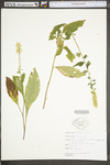 Solidago bicolor